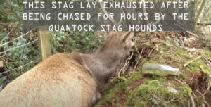 A hunted stag collapses after being pursued by the Quantock Stag Hounds
