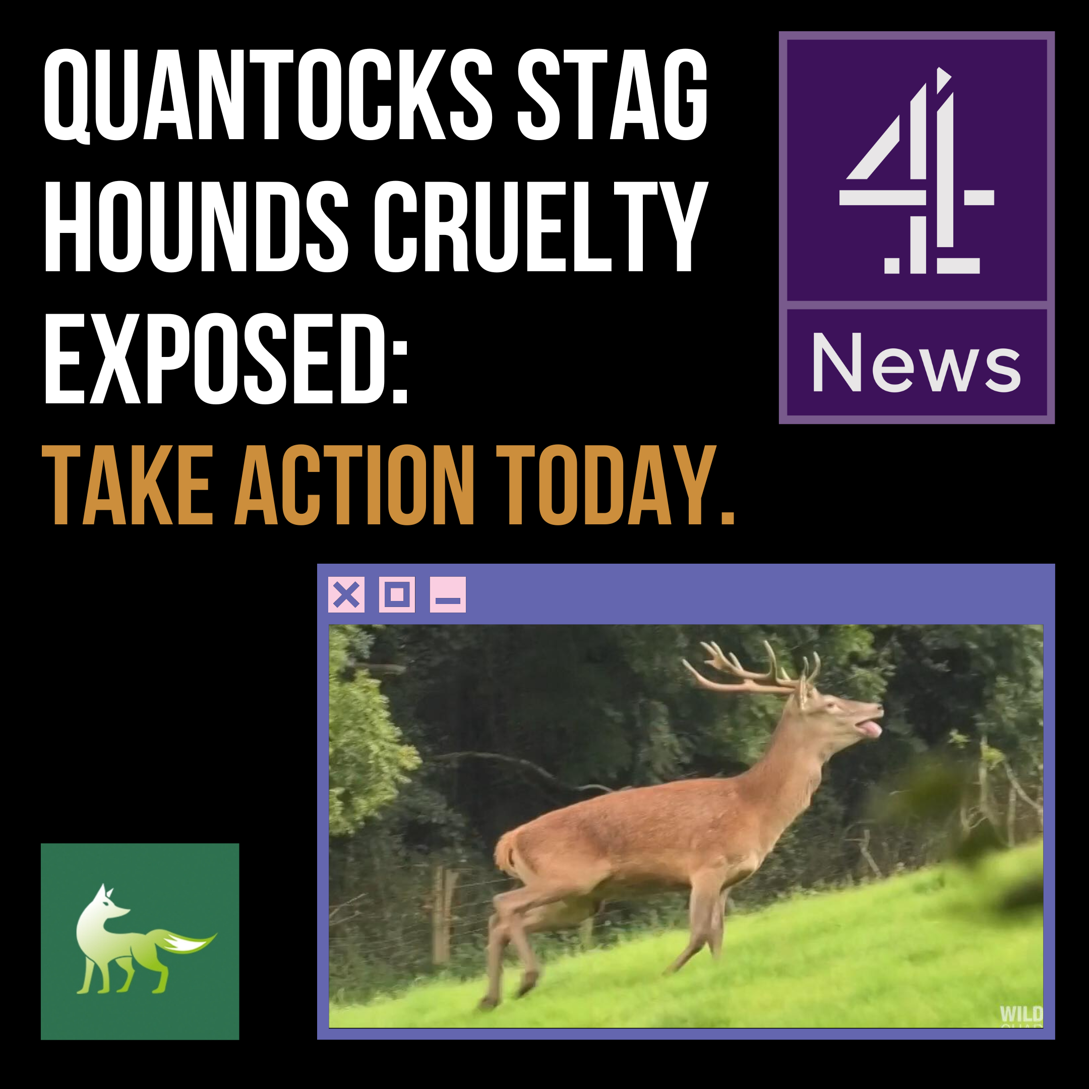Channel 4 expose stag hunting